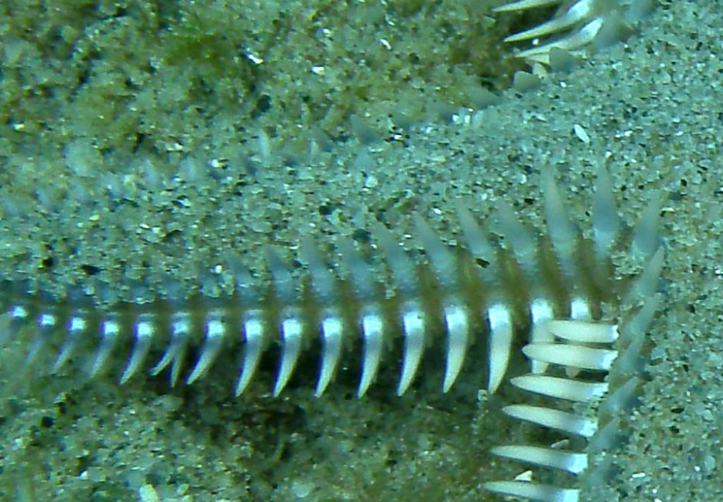 Non sono tutti Astropecten platyacanthus